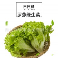 罗莎绿生菜叶新鲜农产品 当季采摘净菜凉拌生菜 超市餐厅袋装供应