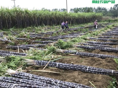 黑皮甘蔗价格 甘蔗大促俏 散装黑金刚黑皮甘蔗 10吨起批图2
