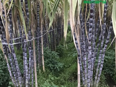 黑皮甘蔗价格 甘蔗大促俏 散装黑金刚黑皮甘蔗 10吨起批图4