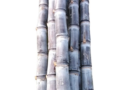黑皮甘蔗价格 甘蔗大促俏 散装黑金刚黑皮甘蔗 10吨起批图5