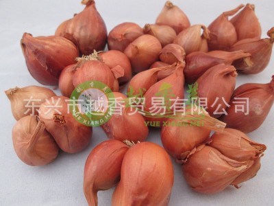 越南红葱头 新鲜晒干红葱头 小香葱头 小圆葱头 紫葱头500G3件起批图1