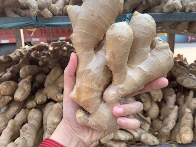 安丘生姜保鲜姜风干姜图4