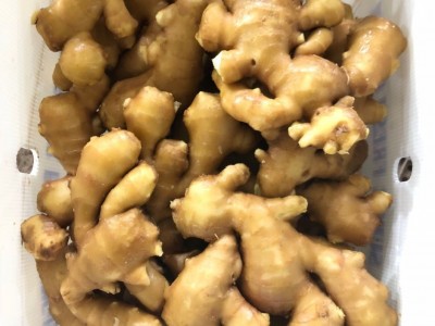 山东安丘生姜老姜现挖大黄姜老母姜新鲜蔬菜月子姜非小黄姜蔬菜图3