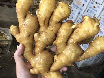 山东安丘生姜老姜现挖大黄姜老母姜新鲜蔬菜月子姜非小黄姜蔬菜图4