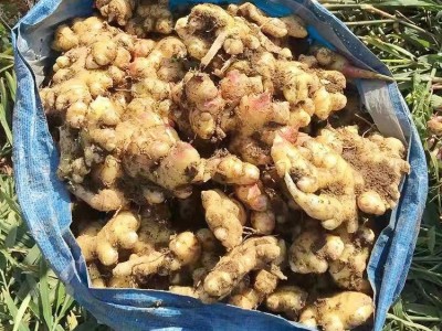 姜道缘厂家批发 贵州省高原有机小黄姜 姜种 产地发货图1