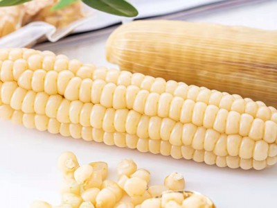 云南西双版纳粘糯拇指小玉米 儿童玉米 早餐粗粮搭档 易消化预售图3