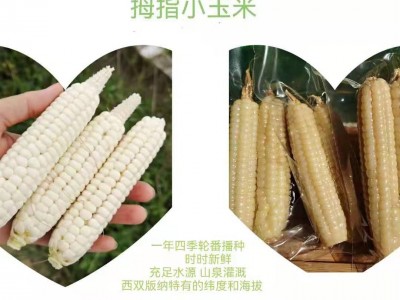 云南糯玉米甜玉米西双版纳老品种白糯拇指玉米小玉米图1
