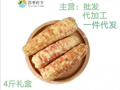 西双版纳香糯小玉米香甜软糯 四季种植 真空即食玉米棒 厂家批发图1