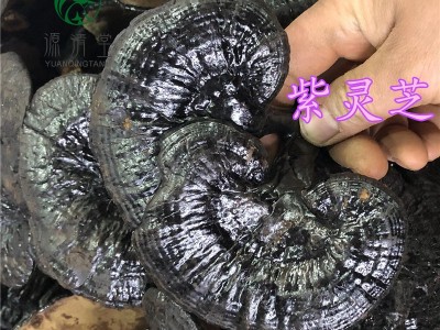 紫灵芝1斤中药材黑散装称重源清堂个片子量大从优零食批发 紫灵芝图1