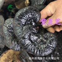 紫灵芝1斤中药材黑散装称重源清堂个片子量大从优零食批发 紫灵芝