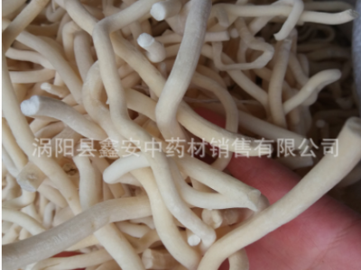 中药材 通草 小通草 通草片 量大从优 可磨粉图2