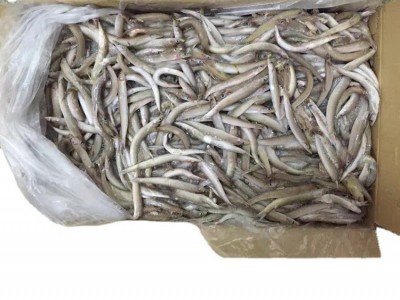 批发冷冻沙溜鱼海泥鳅 新鲜冷冻玉筋鱼 适合自助餐厅食堂厂家直销图3