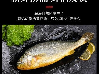 海鲜水产鲜活黄花鱼 新鲜黄鱼冷冻大黄鱼深海鱼类 连云港水产批发图3