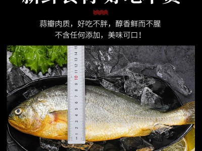 海鲜水产鲜活黄花鱼 新鲜黄鱼冷冻大黄鱼深海鱼类 连云港水产批发图4