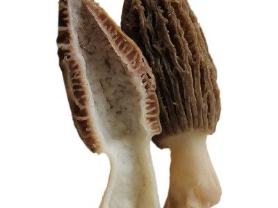 顺丰包邮肉厚鲜羊肚菌1kg 羊肚菌长3cm羊肚菜羊蘑羊肚蘑草笠竹图1