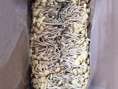 6号白茶树菇批发脆嫩白色不开伞茶树菇诚招代理分销产地直发500g图1
