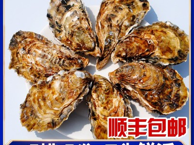【乳山生蚝】山东乳山牡蛎生蚝两倍体生蚝 新鲜海蛎子 10斤装顺丰图1
