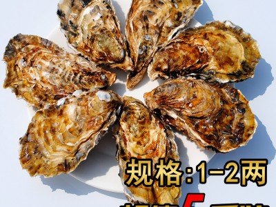 【乳山生蚝】山东乳山牡蛎生蚝三倍体生蚝 新鲜海蛎子 5斤装顺丰图5