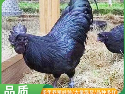 五黑绿壳蛋鸡农家乐散养五黑鸡苗脱温绿壳蛋鸡五黑一绿土鸡苗图2