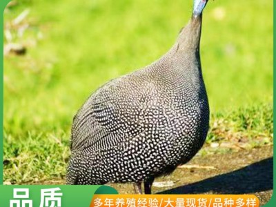 活体珍珠鸡苗 一个月的活体脱温鸡苗价格 山东珍珠鸡苗小鸡苗价格图5