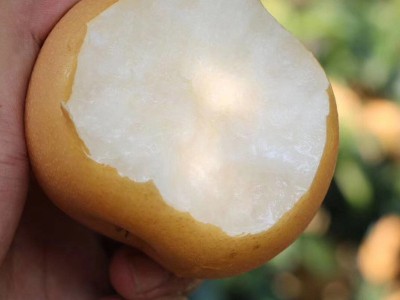 莱阳五龙河水秋月梨新鲜对肺好多汁皮薄很甜润潴河5斤装莱阳大梨 2箱起批图1