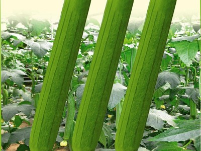 散装丝瓜种子优质胜瓜菜瓜棱角丝瓜籽可洗刷用蔬菜肉丝瓜种子批发图1