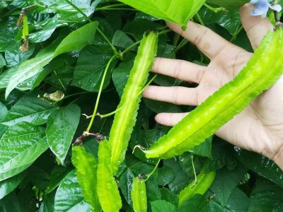 四棱豆种子四角豆种籽孑皇帝豆杨桃豆农家秋冬季阳台四季播蔬菜子图1