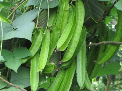 四棱豆种子四角豆种籽孑皇帝豆杨桃豆农家秋冬季阳台四季播蔬菜子图2
