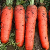 胡萝卜种子种籽红水果萝卜四季籽种蔬菜孑紫菜籽紫色黄胡罗卜种