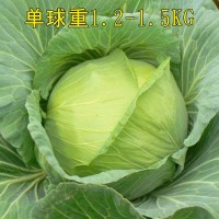 京丰甘蓝种子种籽苗大头菜包菜早熟耐寒抱球紧秋季蔬菜孑四季子