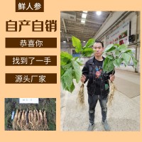 鲜人参500g长白山人参一手货源带土鲜参泡酒煲汤参坏包赔现挖现卖