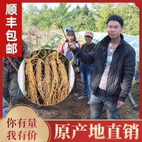 鲜人参500g长白山人参一手货源带土鲜参泡酒煲汤参坏包赔现挖现卖