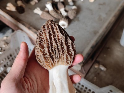 产地货源干货 云南羊肚菌3-4cm羊肚菇土特产酒店餐饮食用厂地批发图1