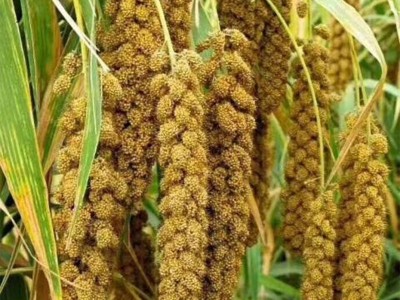 厂家批发熟小米粉熟黄小米粉五谷杂粮粉膨化杂粮粉产业带货源米粉 2千克起批图4