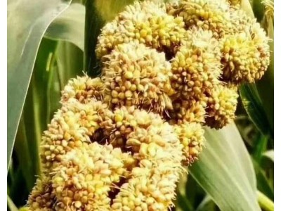 厂家批发熟小米粉熟黄小米粉五谷杂粮粉膨化杂粮粉产业带货源米粉 2千克起批图5