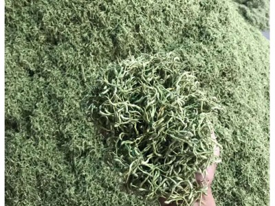 河南封丘散装干金银花当季新货 现货批发金银花花草茶湖南山银花图5