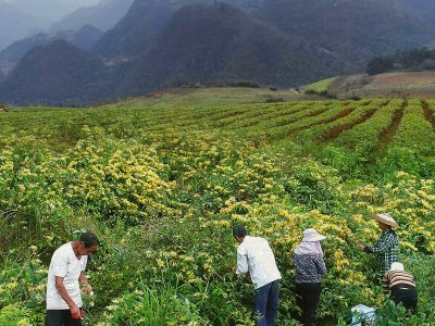 四季适用绿版金银花茶叶散装山银花泡水500g批发花茶草茶供货批发图3