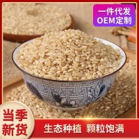 糙米500g 胚芽米 五谷杂粮 厂家批发