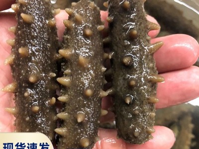 厂家批发诗慧坊国产即食海参 海鲜非淡干刺参国产深海鲜食海参图1