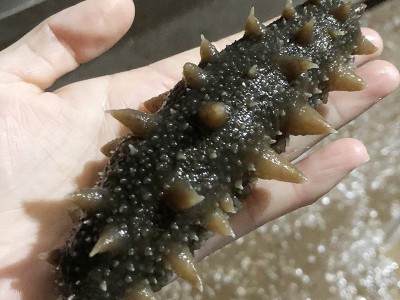 厂家批发诗慧坊国产即食海参 海鲜非淡干刺参国产深海鲜食海参图4