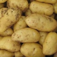 厂价直销200克或250克或300克以上不封顶特大荷兰土豆