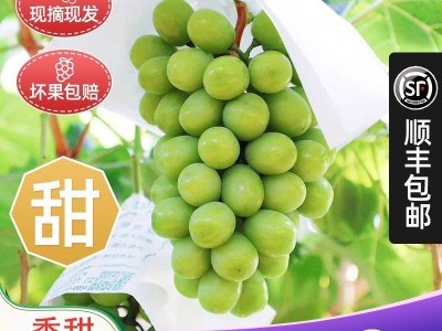 阳光玫瑰葡萄3斤晴王葡萄新鲜无籽葡萄香印青提水果新鲜当季整箱  3斤起批图2