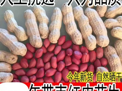 当季新货带壳四粒红东北特产红皮带壳农家自产晾干花生图1