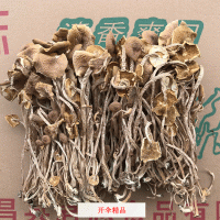 君志 2020新货 开伞茶树菇干货批发 江西广昌茶树菇500g散装香菇  2件起批