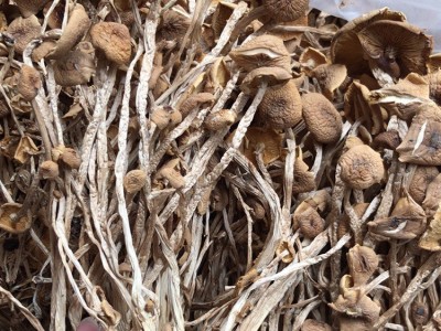 君志 2020新货 开伞茶树菇干货批发 江西广昌茶树菇500g散装香菇  2件起批图5