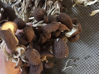 君志 江西广昌5号茶树菇干货批发 散装不开伞精选细条 产地货源 2件起批图4