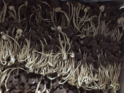 君志 江西广昌5号茶树菇干货批发 散装不开伞精选细条 产地货源 2件起批图5