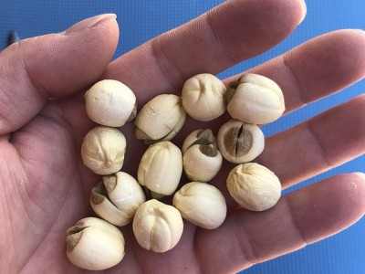 君志 江西广昌白莲带芯莲子干货批发 新鲜500g无硫新货粉糯大颗粒  2包起批图1