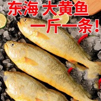 东海大黄花鱼新鲜大黄鱼鲜活冷冻生鲜海鲜类水产大海鱼