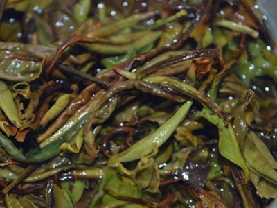 福鼎高山白茶野茶 荒山白茶半荒半野数量有限图3